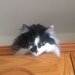 Meet your Posher, Gail